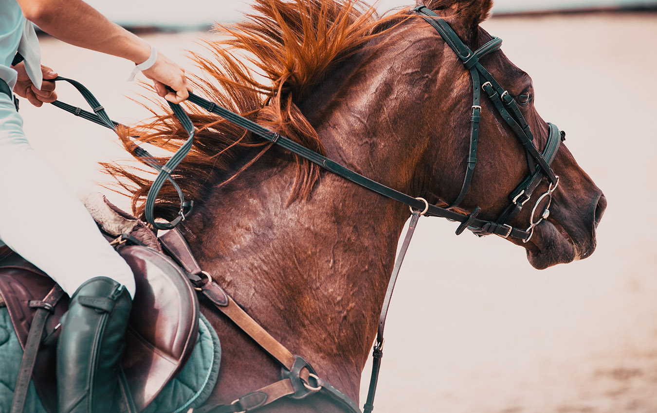 Horse riding in Athens